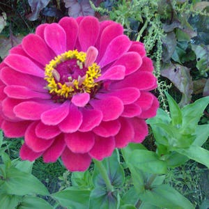 Zinnia flower 100 seeds, mixed colour Zinnia elegans. Elegant zinnia, youth-and-old-age, mal de ojos, common zinnias, double petals variety