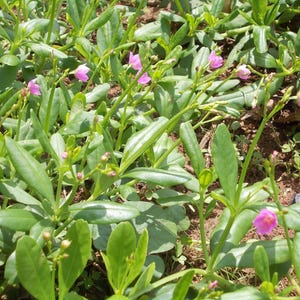 Waterleaf 25 or 50 seeds, Talinum fruticosum. Surinam purslane, Phillipine spinach, cariru, potherb flameflower, sweetheart edible plants
