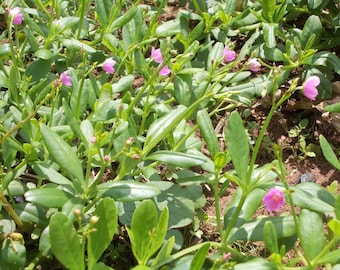 Hoja de agua, 25 o 50 semillas, Talinum fruticosum. Verdolaga de Surinam, espinaca filipina, cariru, flor de llama de la hierba, plantas comestibles de la familia de las amapola.