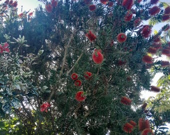 Sementes de Callistemon citrinus (escova-carmesim), pacote com mais de 300 sementes. Também conhecido como escova-carmesim vermelha, birdak (Noongar), escova-carmesim escarlate, árvores de callistemon.