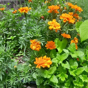 Marigold 40 seeds, Tagetes patula, orange flower variety. Cempasúchil, French marigold, flor de Muerto, calêndula, Ringelblume, goudsbloem