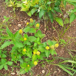 Op de afbeelding: Een close-up van een plant met heldergroene bladeren en kleine, ronde, gele bloemen. De plant groeit in een bed van bruine grond gemengd met kleine steentjes en omgeven door andere groene planten.