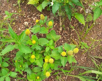 Plante mal de dents, jaune, 50 graines, Acmella oleracea. Variété de marguerite 'Spilanthes' ou 'Lemondrop' sans centre rouge, feuilles vertes
