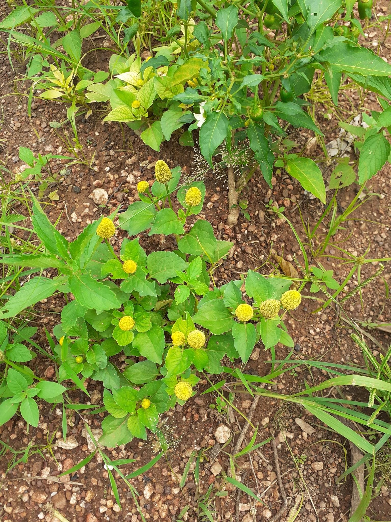 capillaire plante Capillaire pédalée - Adiante du Canada