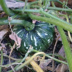 Japanische Kürbiskerne, Cucurbita moschata 20er Pack. Kent Kürbis, der Kürbis, die Kürbisse, die Zucca, die Kürbisse, die Citroille, die Pompons