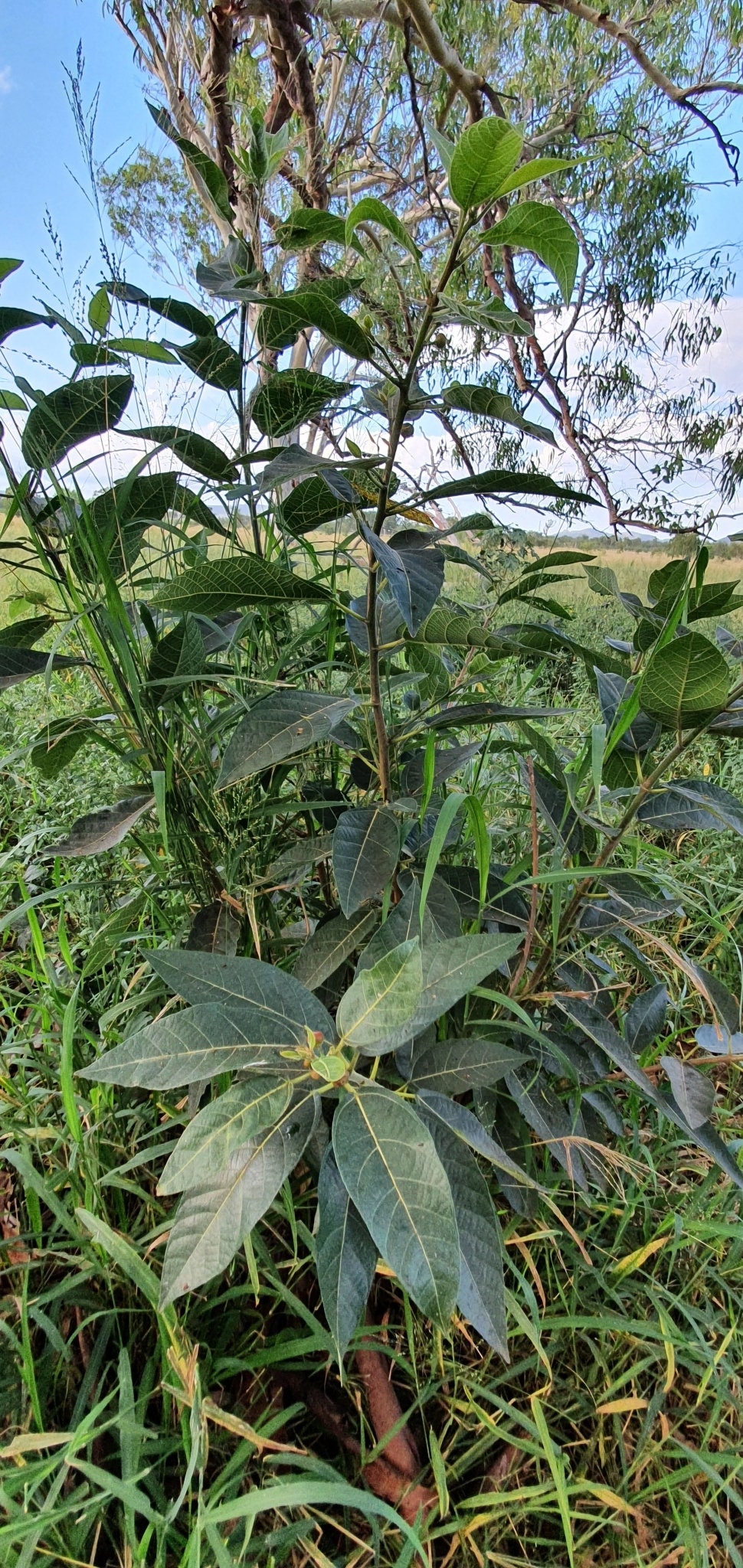 Sandpapper Tree Sweet Sandpaper Fig Tree 25 Seeds, Ficus Opposita. Bonsai Tree Species ...