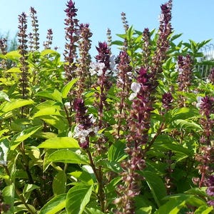 Thai Sweet Basil, 50 seed Ocimum basilicum var. thyrsiflora. Culinary basil, green and purple foliage, heirloom seeds, herbal garden supply