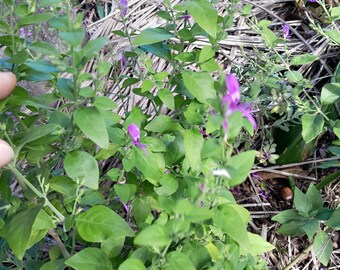 Hypoestes floribunda, 25 semi, pianta australiana dal profumo muschiato. Fiore nativo australiano, agrifoglio nativo, cespuglio fiorito viola, attrae le api.