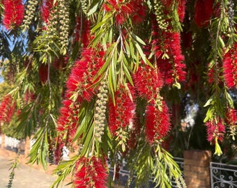 Könnte beinhalten: Ein Trauer-Flaschenbürstenbaum mit leuchtend roten Blüten in voller Blüte. Die Blüten sind in langen, herabhängenden Büscheln zusammengefasst.
