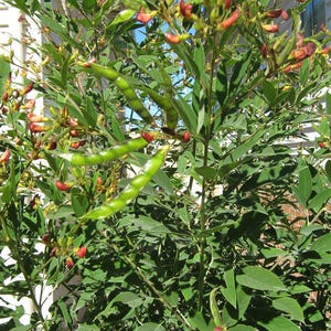 Puede incluir: Primer plano de una planta con hojas verdes y varias vainas verdes. La planta también tiene pequeñas flores rojas y amarillas. La imagen está tomada con luz natural, con un edificio blanco al fondo.