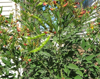 Gandul 25/50/100 semillas, Cajanus cajan. Guisante del Congo, toor dal, gungo, gramo rojo