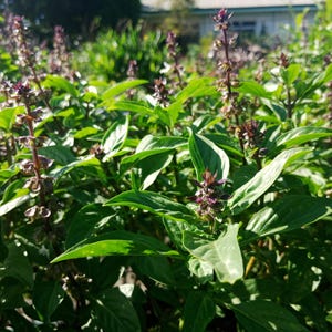 Holy Basil seeds, Ocimum tenuiflorum 50 pack. Tulsi, hot or sacred basil, tulasi, albahaca, basilikum, manjericão, basílio, basile herbs