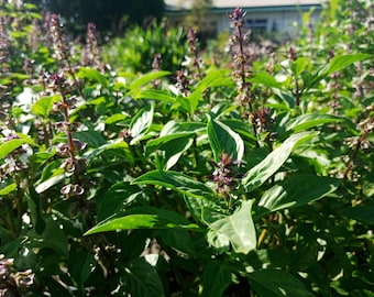 Holy Basil seeds, Ocimum tenuiflorum 50 pack. Tulsi, hot or sacred basil, tulasi, albahaca, basilikum, manjericão, basílio, basile herbs