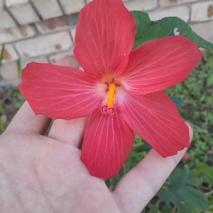 Semi di malva muschiata, Abelmoschus moschatus, confezione da 50. Okra muschiata, ambretta, ibisco rampicante, ibisco nativo australiano, pianta di okra ornamentale.