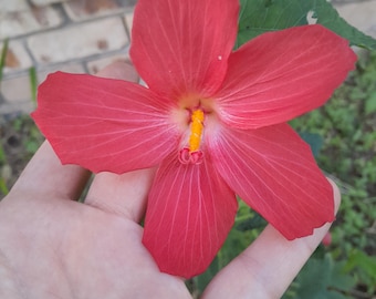 Nasiona malwy piżmowej, Abelmoschus moschatus, opakowanie 50 sztuk. Piżmówka piżmowa, ambrette, hibiskus pnący, rodzimy hibiskus australijski, ozdobna roślina okra