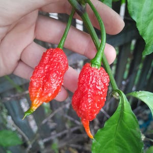 Carolina Reaper chilli 25 or 50 seeds, Capsicum chinense. Naga pepper x Habanero fresh pimenta peppers, 1.5+ million Scoville heat rating