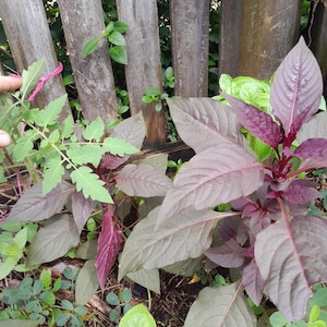 Amaranth 50 Samen, Amaranthus tricolor. Josephs Mantel , Chinesischer Spinat, Brunnenpflanze, Amarante essbare Grünpflanzen, Microgreens