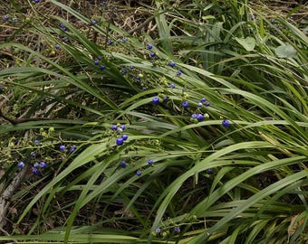 Lirio azul (Dianella caerulea), 25 semillas. Hierba australiana comestible con frutos.