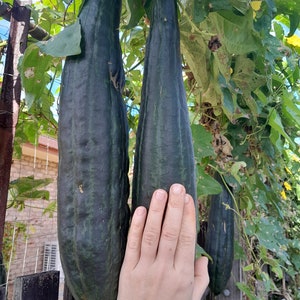 Puede incluir: Dos calabazas de luffa grandes de color verde oscuro colgando de una vid. Una mano se coloca junto a una de las calabazas para la escala.