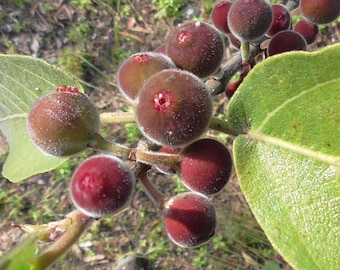 Lief schuurpapier vijgenboom 25 zaden, Ficus opposita. Bonsaiboomsoorten. Schuurpapier vijg, vijgenhout, ma-mutdheh, mayalyanja, mayadunga, muthi'