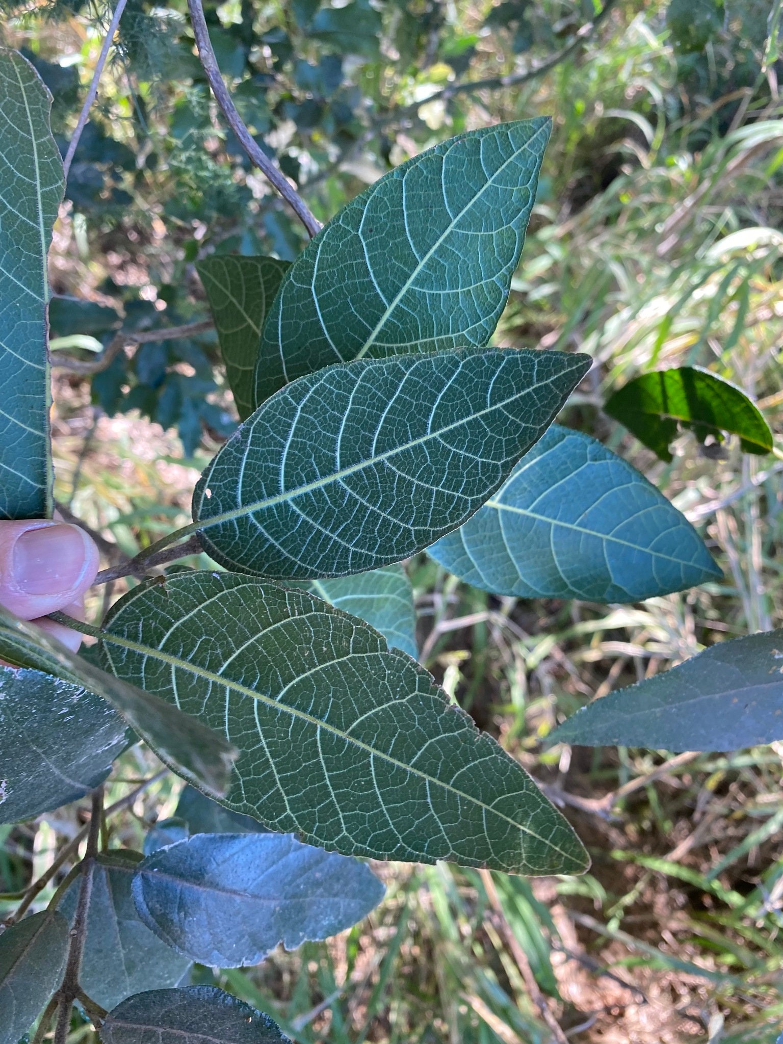 Sandpapper Tree Sweet Sandpaper Fig Tree 25 Seeds, Ficus Opposita. Bonsai Tree Species ...
