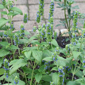 May include: Close-up of chia plants with vibrant green leaves and tall stalks topped with clusters of small blue flowers. The plants are in a garden setting, with a brick walkway in the background.