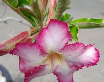 Semillas de rosa del desierto, Adenium obesum, paquete de 25. Rosa de arena, estrella sabi, azalea falsa, lirio impala, kudu, árboles bonsái bangkok kalachuchi.