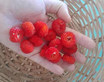 Atherton Himbeersamen - Rubus probus 25er Pack. Bagulam (Gumbaynggirr), wilde australische Himbeere, Himbeerstrauch, Frambuaesa-Samen