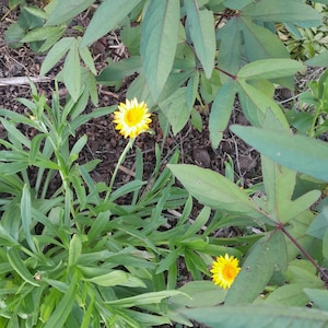 Op de afbeelding: Close-up van twee gele bloemen met groene bladeren op de achtergrond.