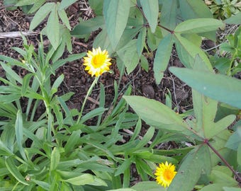 Könnte beinhalten: Nahaufnahme von zwei gelben Blumen mit grünen Blättern im Hintergrund.