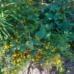 Mexican Tarragon 50 seeds, Tagetes lucida. Cloud plant, sweet mace, Texas tarragon, sweet-scent marigold aniseed herbal tea culinary herb