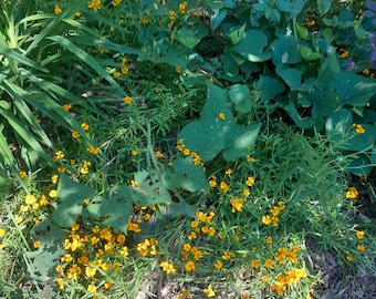 Estragón mexicano (50 semillas), Tagetes lucida. Planta de las nubes, macis dulce, estragón texano, caléndula de aroma dulce, anís, infusión, hierba culinaria.