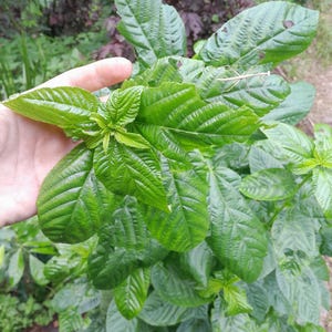 Molokhia Egyptian spinach 25/50 seeds, Corchorus olitorious. Saluyot, jute, West African sorrel, heirloom edible salad mallow
