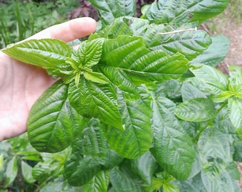 Molokhia, espinaca egipcia, 25/50 semillas, Corchorus olitorius. Saluyot, yute, acedera de África Occidental, malva comestible tradicional para ensaladas.