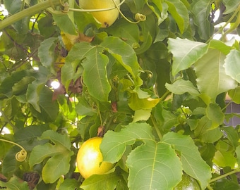 Gelbe Passionsfrucht 25, 50 oder 100 Samen, Passiflora edulis var. Flavicarpa tropische Früchte. Passionsfrucht, Granadilla, liliko`i, Maracujá
