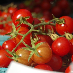 Cherry tomato 35 seeds, Solanum lycopersicum var. cerasiforme.  Small red tomatoes, early fruiting. Pomodoro, tomate, jitomate, tomaat