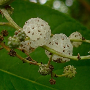 May include: Close-up of a branch with white, translucent berries with brown spots. The berries are clustered together and have a delicate, almost papery texture.
