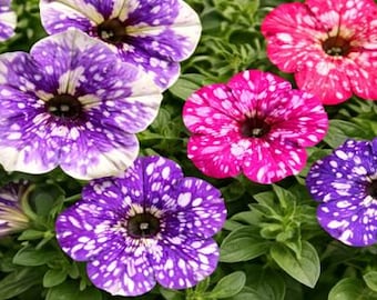 Pink, Purple. Lavender, Red Starry Night Hybrid Petunia Seeds 20 seeds