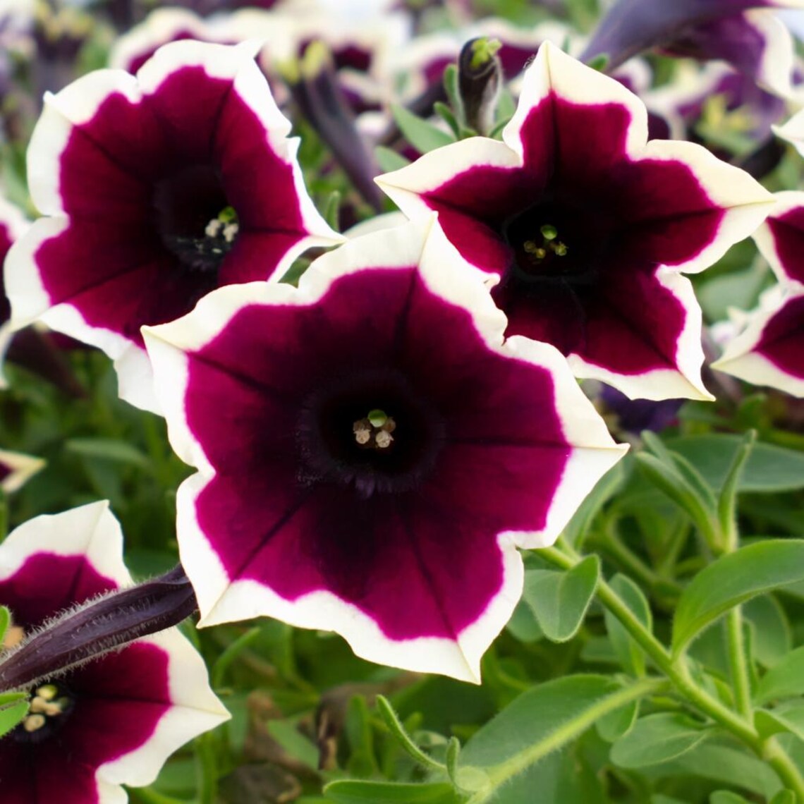 Raspberry Twirl Petunia SEEDS – Deep Raspberry With Cream Edge Annual ...