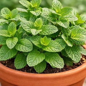 May include: A close-up of a potted mint plant. The plant has bright green, textured leaves and is in a terracotta pot. The leaves are dense and lush, with a vibrant color. The pot is filled with dark soil.