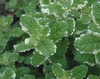 Pineapple Mint Seeds 20 per pack