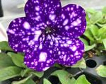 500 Rare Night Sky Petunia Seeds For Hanging Baskets - Dwarf Wave Petunia Flower