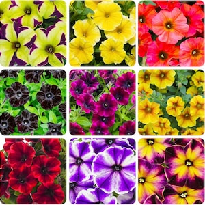 May include: A collection of colorful petunia flowers in various shades of yellow, red, purple, and black. The flowers have a trumpet shape with multiple petals and dark centers. The image is a close-up of the flowers, showcasing their vibrant colors and textures.