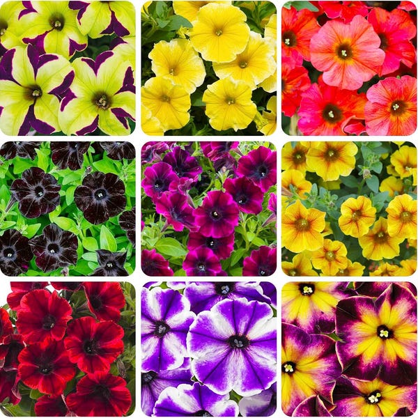 Superstar Petunia Mix Seeds – Bold Hybrid Blooms for Pots & Gardens