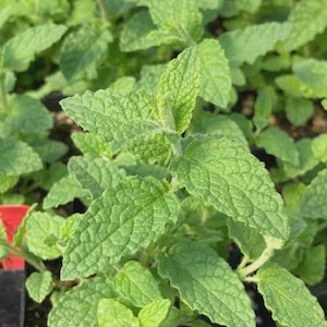 large zz plant ZZ Plant – Liberty Landscape Supply main image 1