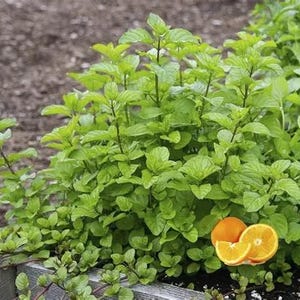 May include: A vibrant image of a lush mint plant with bright green leaves. The plant is next to a wooden border and a few orange slices. The mint is a popular herb used in cooking and beverages.