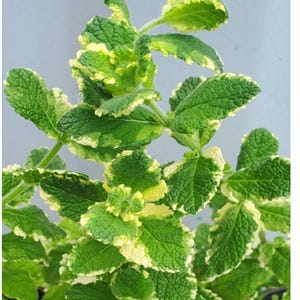 May include: Close-up of a variegated mint plant. The leaves are a vibrant green with creamy yellow edges, creating a striking contrast. The plant has a textured appearance and is set against a soft gray background. The image highlights the plant's fresh, healthy growth.