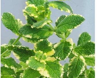 Pineapple Mint Seeds 20 per pack