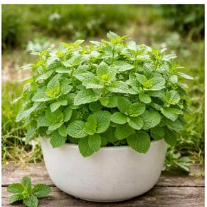 May include: A lush, green mint plant in a white ceramic pot. The plant has many vibrant green leaves and is set against a blurred background of greenery. The pot is sitting on a wooden surface.