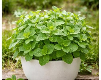 Apple Mint Seeds | Indoor or Outdoor Plant – Easy to Grow – 20 Seeds